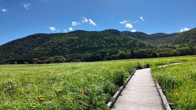 夏のタデ原湿原