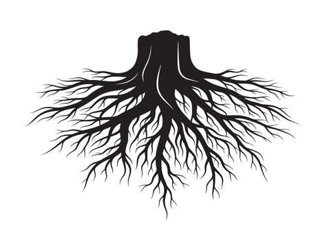 Massive root spread silhouette with bold natural structure 