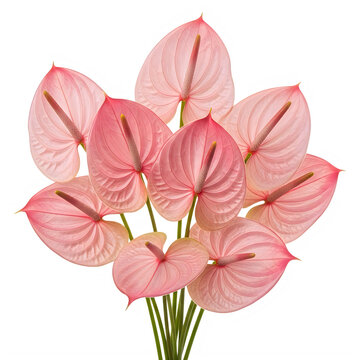 Pink anthurium flamingo flower bouquet tropical flora blossom isolated on transparent background for design elegant botanical floral arrangement laceleaf plant.