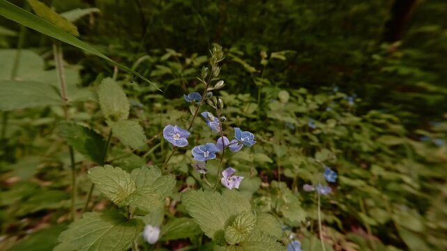 Close-up shot of Germander speedwell blossoms&mdash;wildflowers in the forest, delicate and fragile