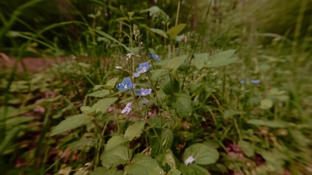 Close-up shot of Germander speedwell blossoms&mdash;wildflowers in the forest, delicate and fragile