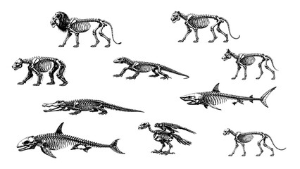 Naklejka premium Intricate Scientific Diagrams of Vertebrate Skeletons Revealing Zoological Diversity and Anatomical Structure