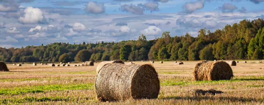 Vibrant bales of hay sit amid sprawling fields after a successful harvest. Lush green patches peek through golden stubble, showcasing the beauty of rural life on a sunny day.