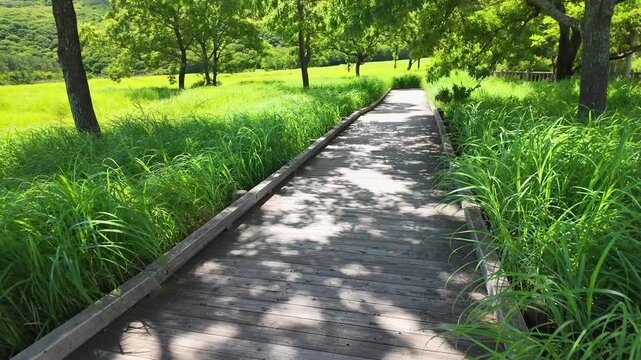 夏のタデ原湿原