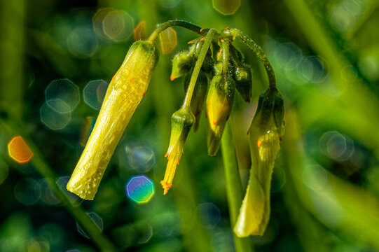 Close-up of unopened yellow oxalis wildflower buds on the west coast near Laaiplek in the Western Cape, South Africa