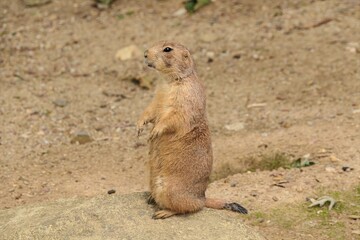 Fototapeta premium Black-Tailed Prairie Dog Standing Alert — Close-Up Wildlife Portrait Photography