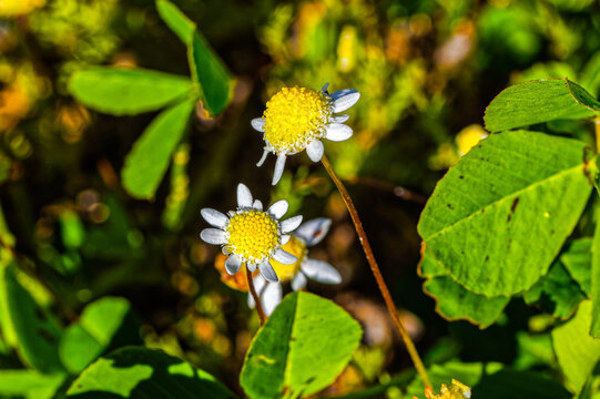Tiny yellow and white Cotula wildflower buds in winter on the west coast near Laaiplek in the Western Cape, South Africa