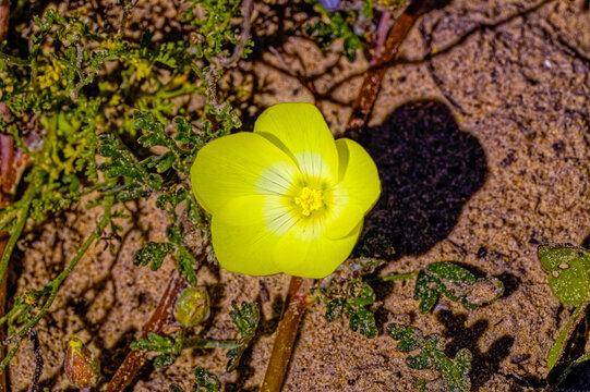Delicate yellow desert primrose wildflower with tiny stamen growing in winter on the west coast near Velddrif in the Western Cape, South Africa