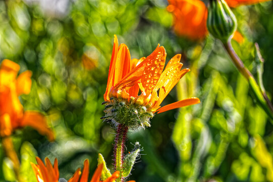Close-up of dew covered orange daisy wildflower on the west coast near Laaiplek in the Western Cape, South Africa
