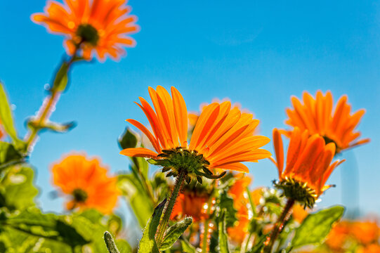 Orange daisy wildflowers silhouetted against bright blue sky on the west coast near Laaiplek in the Western Cape, South Africa