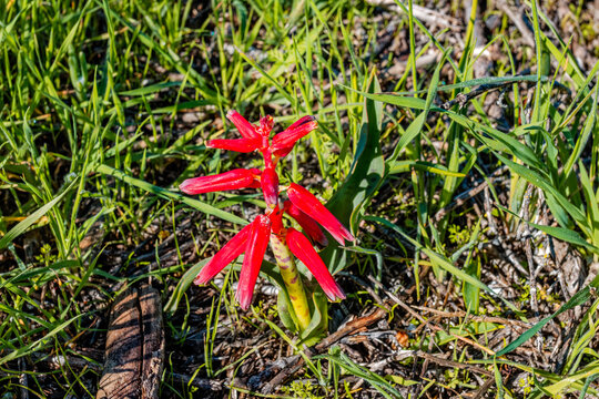 Pretty red Lachenalia geophyte plant flowering in winter on the west coast near Laaiplek in the Western Cape, South Africa