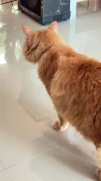 Vertical 4K view from behind of an orange Siberian cat turning its head and showing characteristic back muscle twitching.