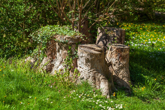 Alter knorriger Baumstumpf im Wald, Deutschland