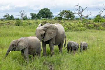 African elephant family walking in green savanna © Hanna