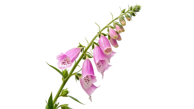 Small branch of purple foxglove flowers or digitalis with green leaves for botanical and herbal medicine on transparent background