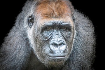 Obraz premium Western Lowland Gorilla portrait looking forward with intense gaze and moody isolated black background