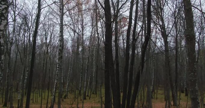 A gloomy bare birch forest with leafless trees stands under a moody overcast sky in early spring or late autumn.