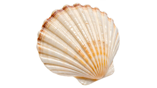 Single white seashell with a clean round shape and realistic organic ocean texture for decor on transparent background