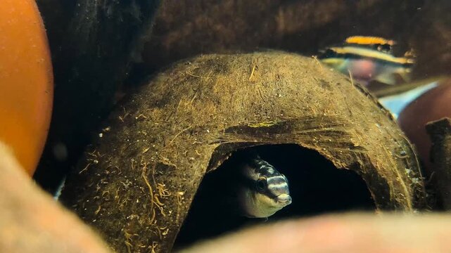 Apistogramma fish showing skittish natural behavior darting into hiding spot in planted tropical freshwater aquarium underwater video
