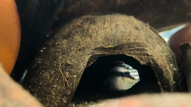 Colorful Apistogramma dwarf cichlid hiding among aquatic plants and driftwood in tropical aquascape aquarium, freshwater fish behavior video