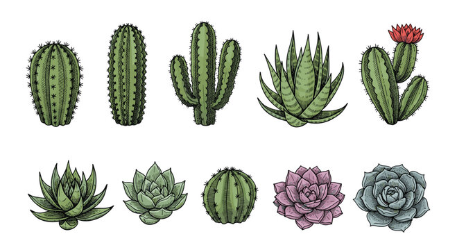 Variety of hand drawn cactus and succulent plants including aloe vera and agave shown in a detailed botanical illustration style.