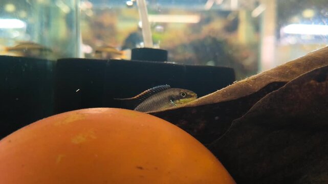 Shy Apistogramma dwarf cichlid retreating between rocks and roots in planted tropical aquascape aquarium, freshwater fish behavior video