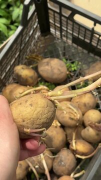 Preparing Seed Potatoes for Spring Planting: Best Varieties and Sprouting Tips