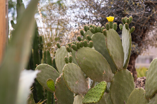  Opuntia prickly pear cactus with yellow flower in a garden