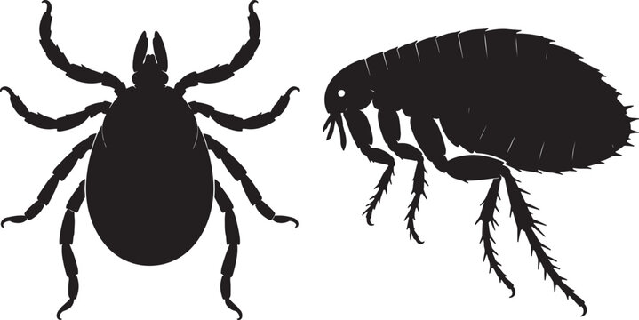 Silhouette comparison of a tick and a flea, highlighting their distinct anatomical and commonality as parasitic arthropods, isolated on a white background, also transparent background