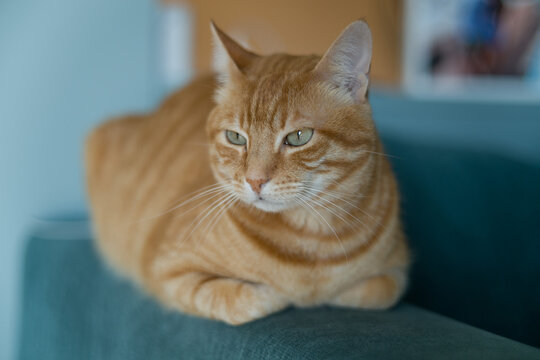 Beautiful ginger cat with vibrant red fur resting peacefully on a comfortable couch. The image captures a cozy domestic moment, with the orange tabby cat relaxing in a home living room setting. Perfec