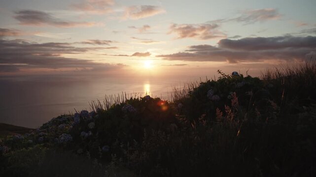 Detailed High-Angle Wide View of a Scenic Coastal Cliff Edge Lined with Flowering Blue Hydrangeas, Majestic Golden Sunset and Cloudy Sky Reflecting on the Calm Atlantic Ocean, Flores Island, Azores