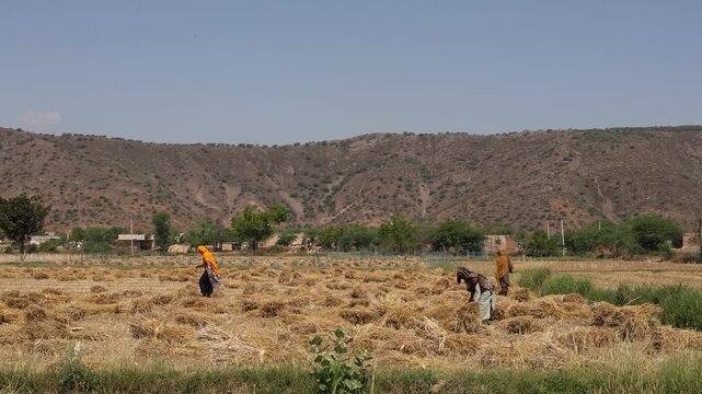 Rural indian female farmers or workers harvesting rand collecting ripe wheat in summer india. Traditional agricultural practices