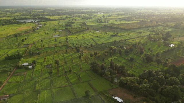 The paddy field and small town landscape of northeastern Thailand. These areas serve as one of the country's most important rice-producing regions, contributing significantly to the global food supply