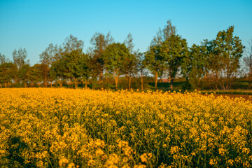 Obraz premium Golden rapeseed field glows in warm sunset light, stretching toward a line of trees under a clear blue sky, evoking summer warmth, rural calm and natural beauty.