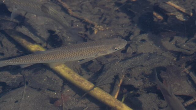 European Chub in Clear Water &ndash; Fish Swimming with Surface Ripples