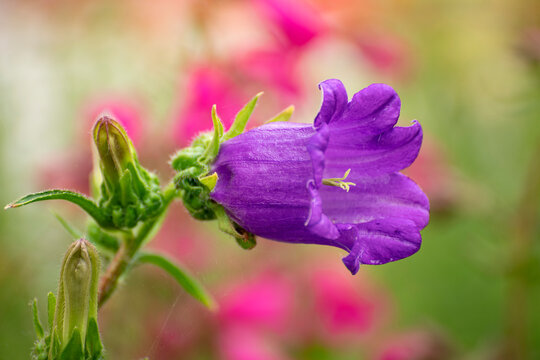 Canterbury bells or Campanula medium. A biennial of upright growth, with a basal rosette of lance-shaped leaves