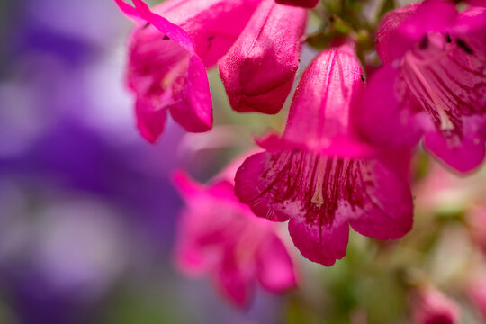 Canterbury bells or Campanula medium. A biennial of upright growth, with a basal rosette of lance-shaped leaves