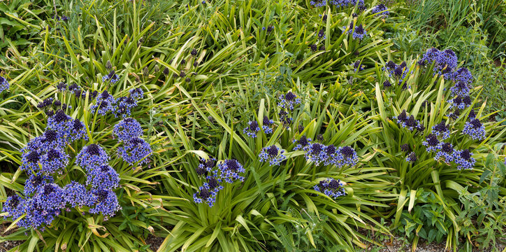 Oncostema peruvianum - Parterre d&eacute;coratif de scilles du P&eacute;rou &agrave;  inflorescences &eacute;toil&eacute;es bleu-violet en corymbes sur tiges robustes entour&eacute;s de touffes de feuilles lanceol&eacute;es  vert fonc&eacute; en rosettes


