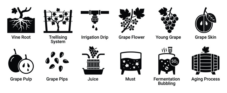 Essential viticulture and winemaking steps represented by detailed black icons