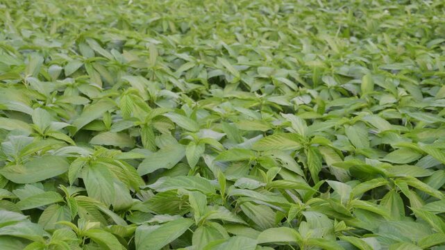 Lush Green Field of Young Jute Plants