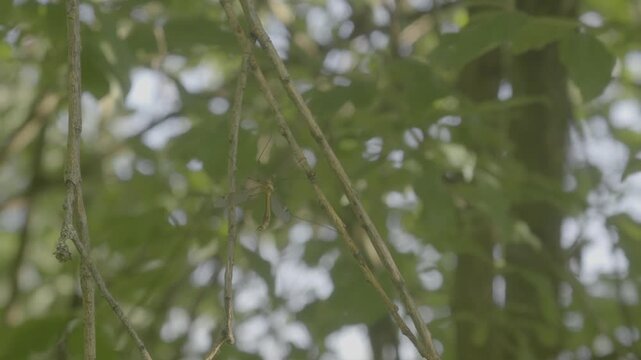 Crane Fly on Branch in Green Foliage &ndash; 4K Slow Motion (100fps), Medium Shot Swaying in Breeze, Urfahr