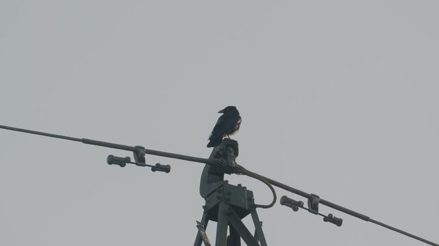 Carrion Crow Perched on Power Line &ndash; 4K Slow Motion (100fps), Bird Sitting Still on Utility Wire, Urfahr