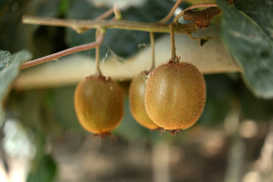 Kiwis growing