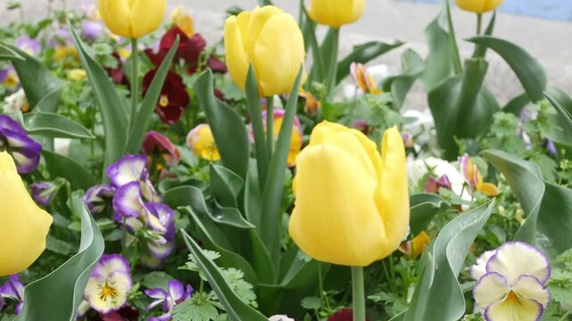 close up view of tulips flower along the street in city center of Tokyo in spring daytime,flower on walkway sildewalk in toyko Japan