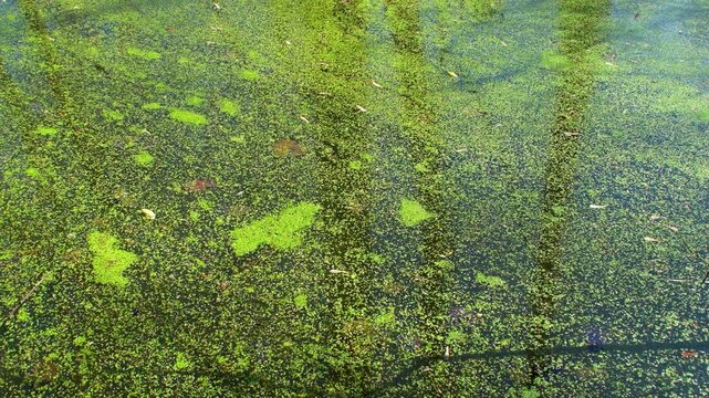 A background of a forest pond covered in mud. Spring plants on the water. Natural landscape of a forest lake.