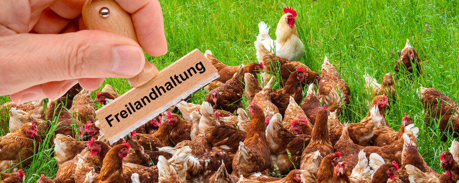 Ein Stempel beschriftet mit dem Aufdruck: Freilandhaltung &uuml;ber einer Herde H&uuml;hner auf einer Wiese  - FOTOMONTAGE