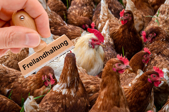 Ein Stempel beschriftet mit dem Aufdruck: Freilandhaltung &uuml;ber einer Herde H&uuml;hner auf einer Wiese  - FOTOMONTAGE