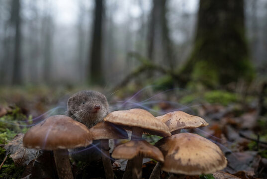 Common wild shrew peeking behind forest mushrooms with glowing fungal spores