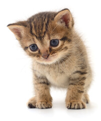 Obraz premium Small Striped Kitten Standing Isolated on White Background