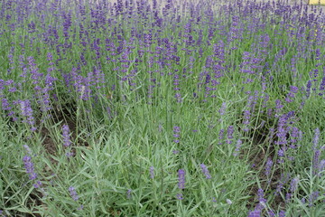 Obraz premium Numerous purple flowers of lavender in mid June